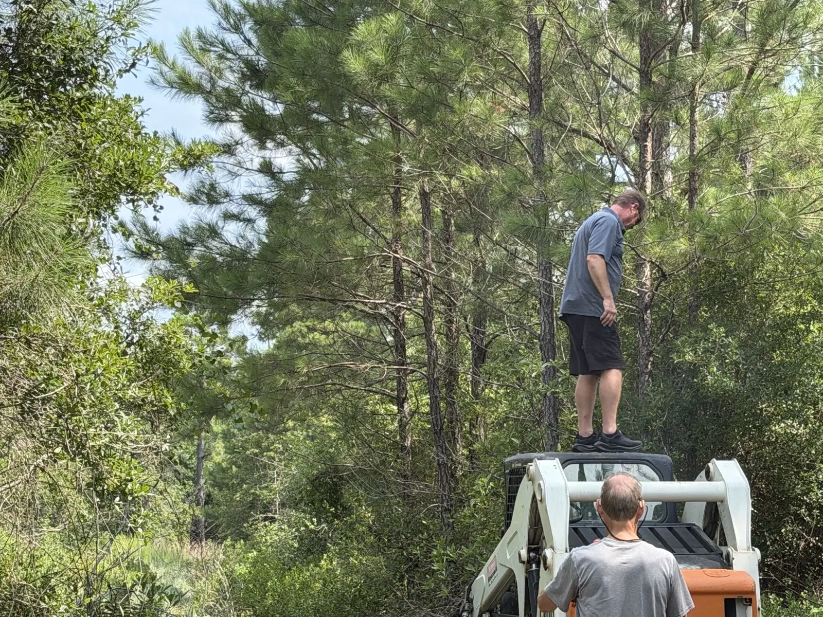 Bobcat T300 with mulcher head working in the pines