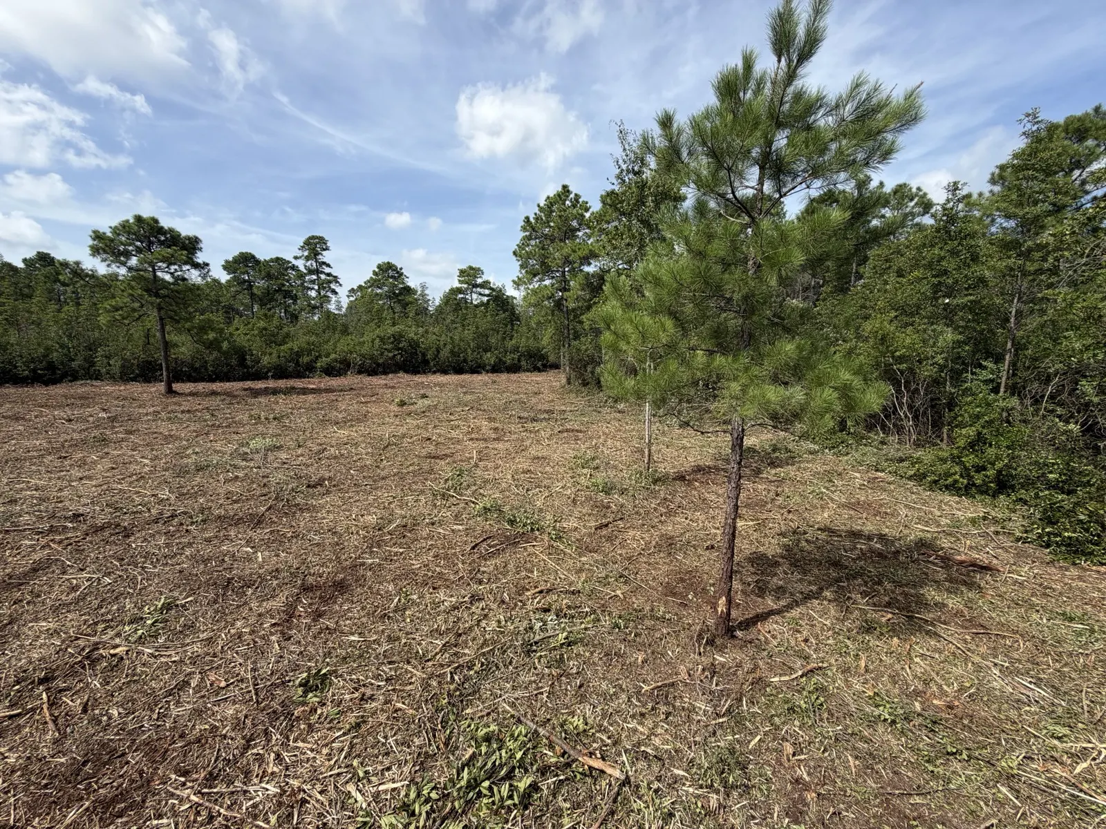 Pasture Reclamation in Longs, SC