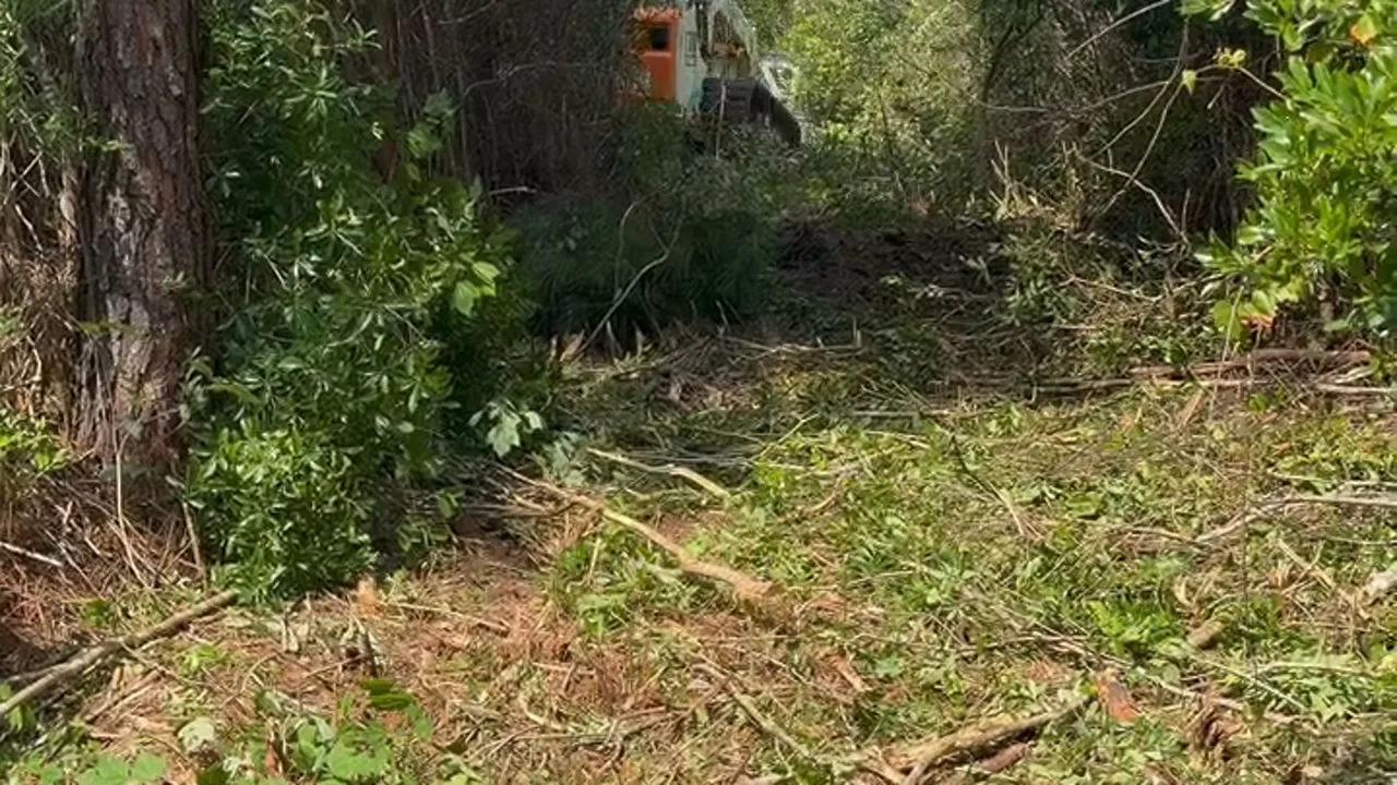 A freshly mulched lane through brush and pines with the ground-up growth left on the ground, a Bobcat T300 forestry mulcher working in the background