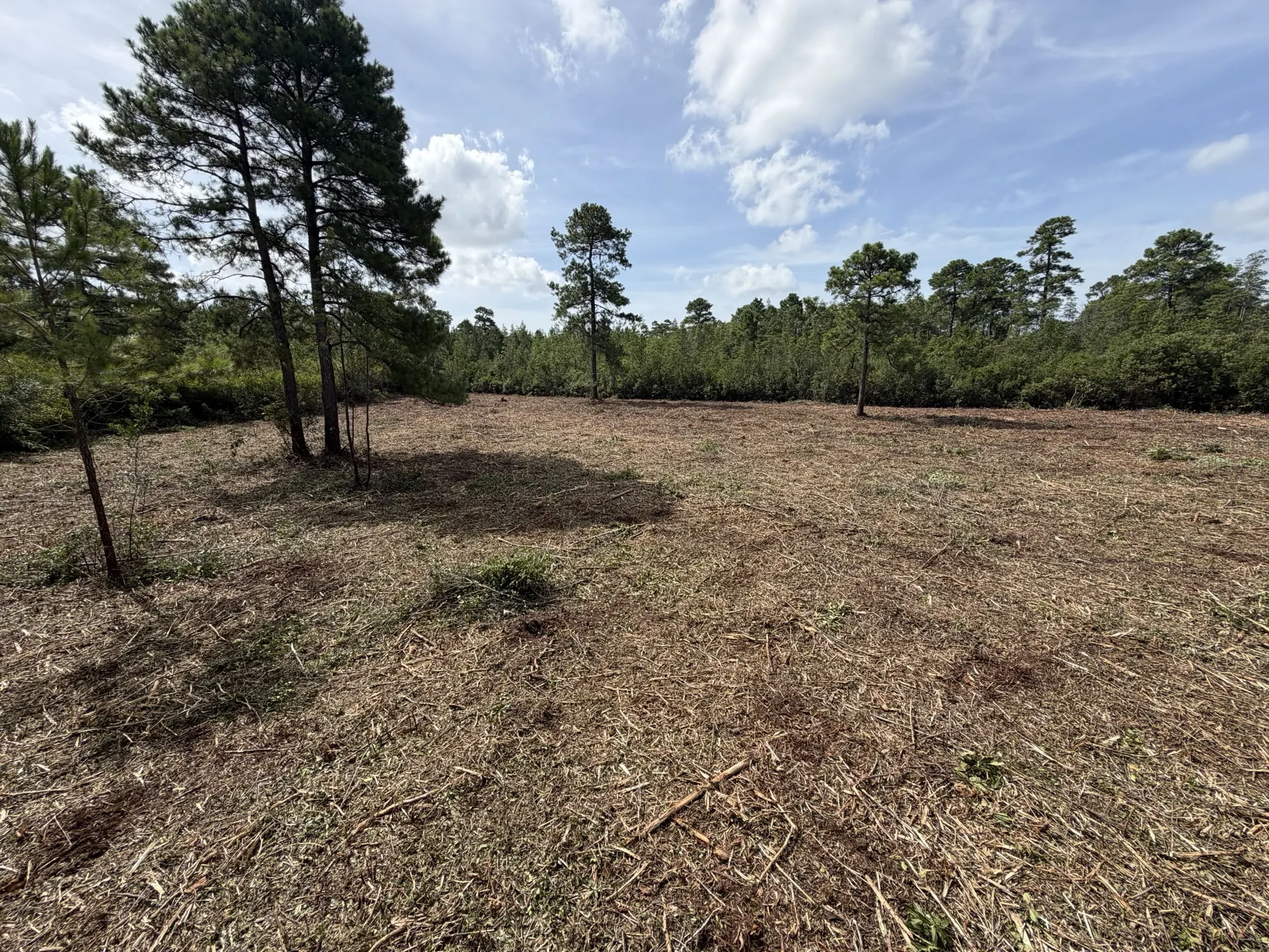 Land clearing in Longs SC — acreage cleared and mulched by Category 5 Land Management