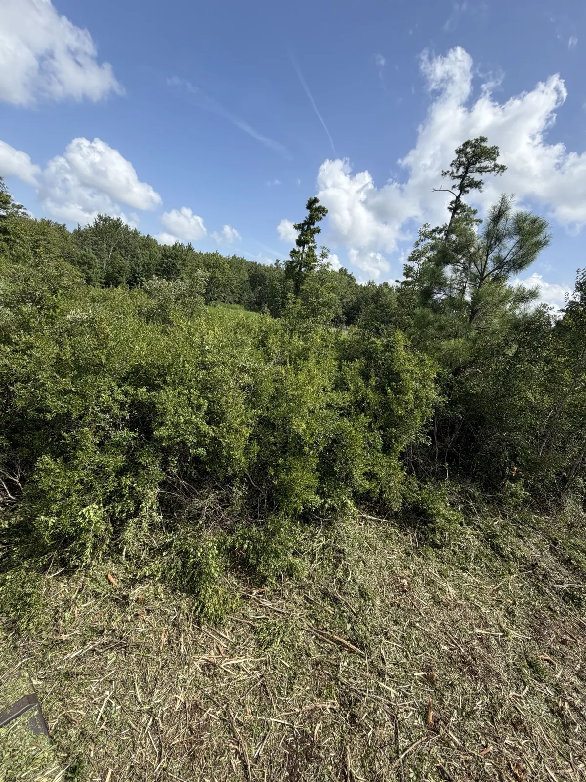 Thick overgrown brush before clearing on a Longs SC property