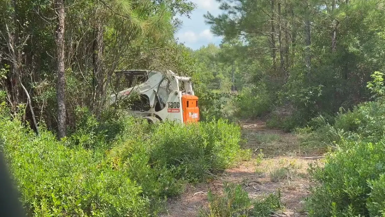 Access lane cut through brush by a Bobcat T300 near Longs SC